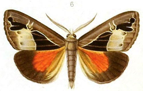 /filer/webapps/moths/media/images/A/alluaudi_Sarothroceras_HT_Mabille_1-6.jpg
