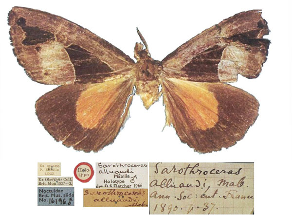 /filer/webapps/moths/media/images/A/alluaudi_Sarothroceras_HT_NHMUK.jpg