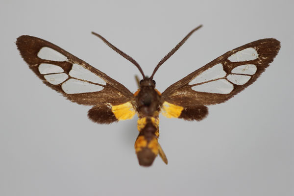 /filer/webapps/moths/media/images/A/alluaudi_Stictonaclia_HT_BMNH.jpg