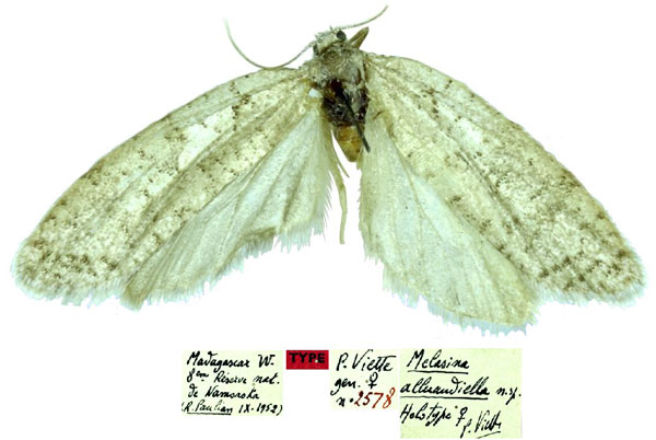 /filer/webapps/moths/media/images/A/alluaudiella_Melasina_HT_MNHN.jpg