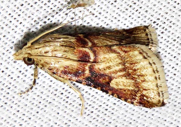 /filer/webapps/moths/media/images/A/allutalis_Zitha_A_Braun_03.jpg