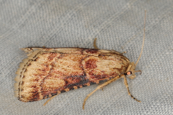 /filer/webapps/moths/media/images/A/allutalis_Zitha_A_Heyns_02.JPG