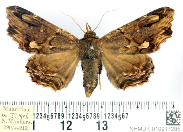 /filer/webapps/moths/media/images/A/alope_Lacera_AF_BMNH_01.jpg
