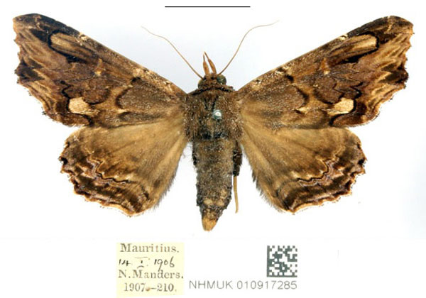 /filer/webapps/moths/media/images/A/alope_Lacera_AF_BMNH_01_TxHGQ9T.jpg