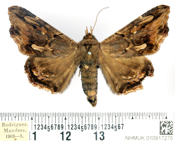 /filer/webapps/moths/media/images/A/alope_Lacera_AF_BMNH_02.jpg