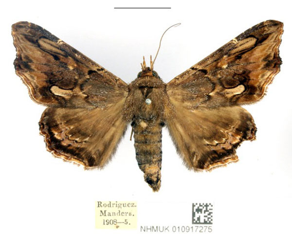 /filer/webapps/moths/media/images/A/alope_Lacera_AF_BMNH_02_LNcEZj8.jpg