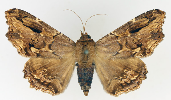 /filer/webapps/moths/media/images/A/alope_Lacera_AF_TMSA_01.jpg