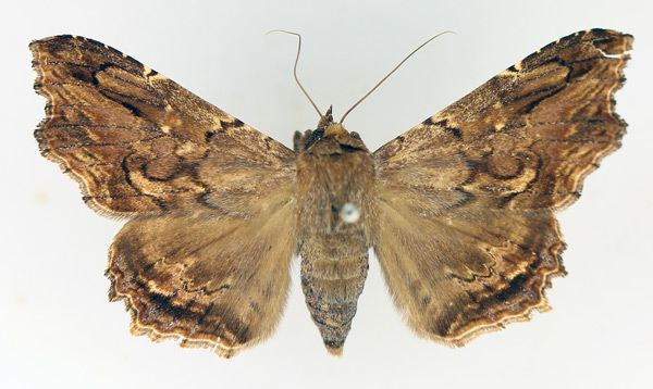 /filer/webapps/moths/media/images/A/alope_Lacera_AF_TMSA_02.jpg