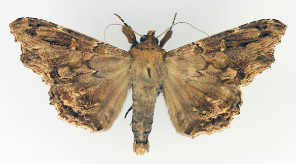 /filer/webapps/moths/media/images/A/alope_Lacera_AM_TMSA_01.jpg