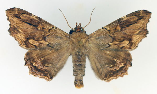 /filer/webapps/moths/media/images/A/alope_Lacera_AM_TMSA_02.jpg