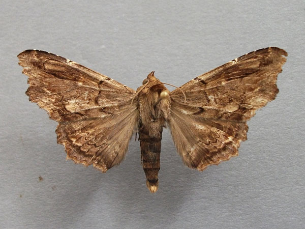 /filer/webapps/moths/media/images/A/alope_Lacera_A_Baron_01.jpg
