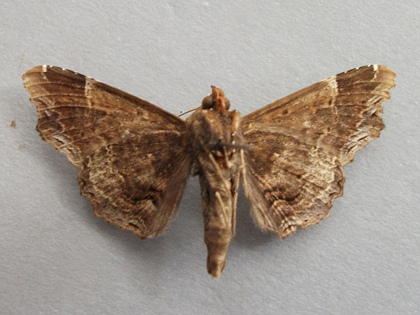 /filer/webapps/moths/media/images/A/alope_Lacera_A_Baron_02.jpg