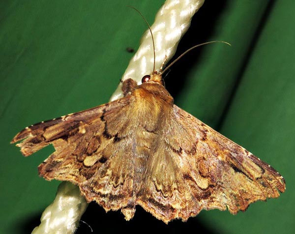 /filer/webapps/moths/media/images/A/alope_Lacera_A_Braun_15.jpg