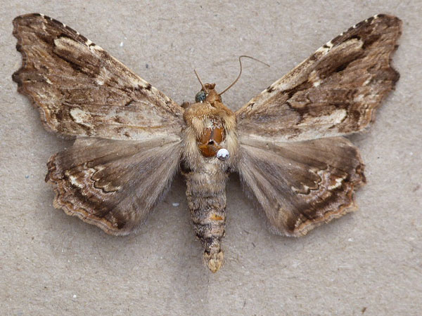 /filer/webapps/moths/media/images/A/alope_Lacera_A_Butler.jpg