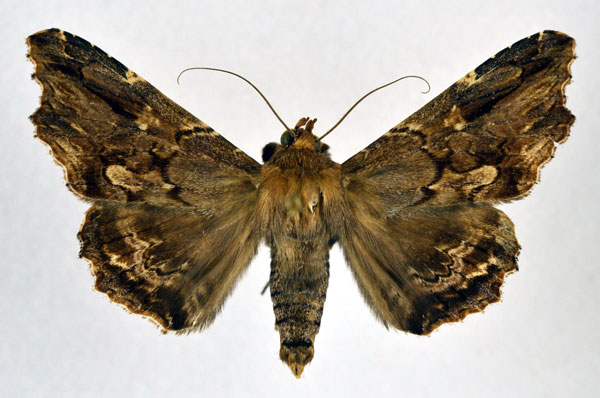 /filer/webapps/moths/media/images/A/alope_Lacera_A_NHMO.jpg