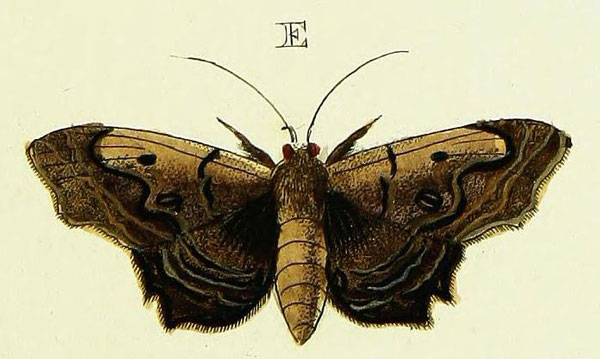 /filer/webapps/moths/media/images/A/alope_Lacera_Cramer3_286_E.jpg