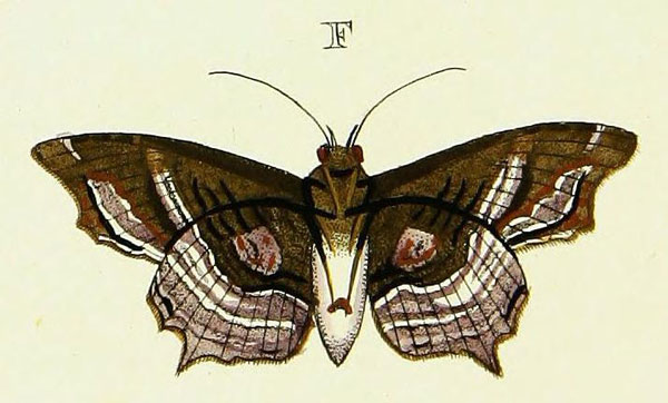 /filer/webapps/moths/media/images/A/alope_Lacera_Cramer3_286_F.jpg