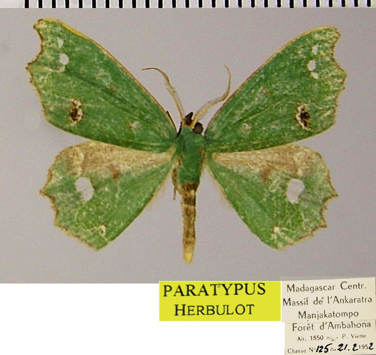 /filer/webapps/moths/media/images/A/alophias_Archichlora_PTM_ZSMa.jpg