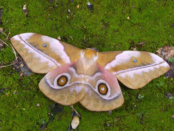 /filer/webapps/moths/media/images/A/alopia_Gonimbrasia_AF_Vanhoudt.jpg