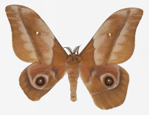 /filer/webapps/moths/media/images/A/alopia_Gonimbrasia_AM_Basquin.jpg