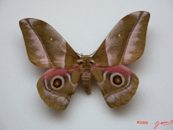 /filer/webapps/moths/media/images/A/alopia_Gonimbrasia_A_Alberta_01.jpg