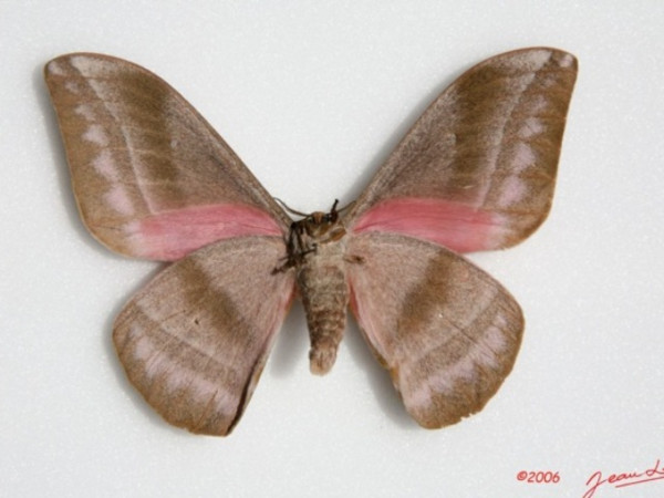 /filer/webapps/moths/media/images/A/alopia_Gonimbrasia_A_Albertb_01.jpg