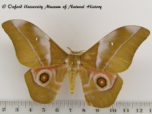 /filer/webapps/moths/media/images/A/alopia_Gonimbrasia_A_OUMNH.jpg