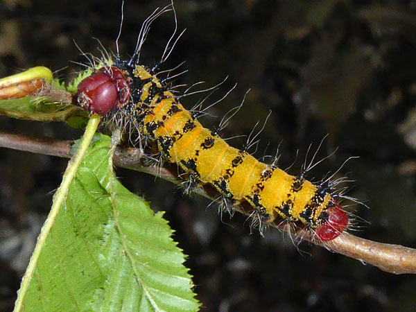 /filer/webapps/moths/media/images/A/alopia_Gonimbrasia_C_Vanhoudt_01.jpg