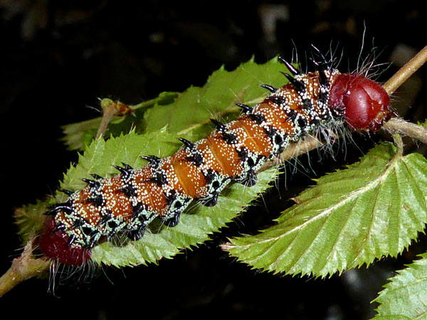 /filer/webapps/moths/media/images/A/alopia_Gonimbrasia_C_Vanhoudt_02.jpg