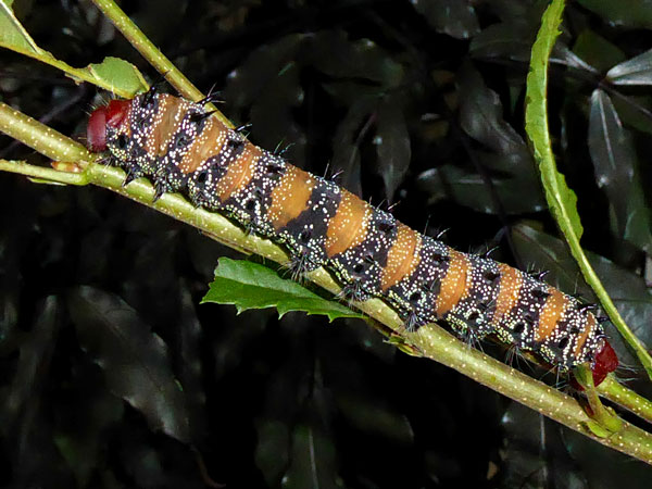 /filer/webapps/moths/media/images/A/alopia_Gonimbrasia_C_Vanhoudt_03.jpg