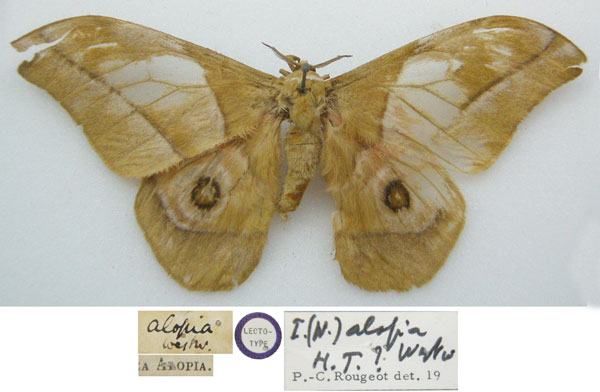 /filer/webapps/moths/media/images/A/alopia_Saturnia_LT_NHMUKa.jpg