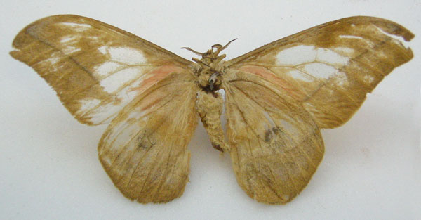 /filer/webapps/moths/media/images/A/alopia_Saturnia_LT_NHMUKb.jpg