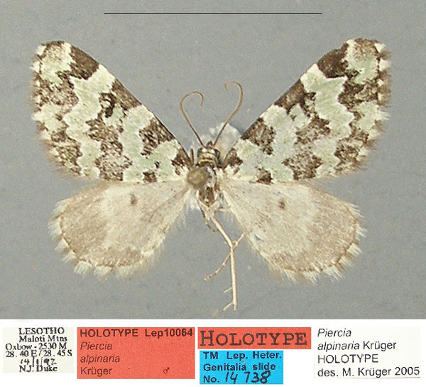 /filer/webapps/moths/media/images/A/alpinaria_Piercia_HT_TMSA_6eGDF9N.jpg