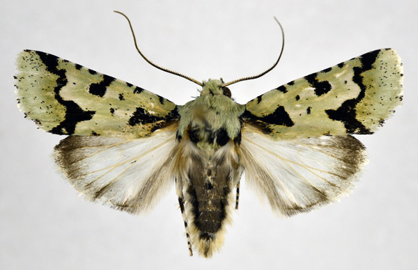 /filer/webapps/moths/media/images/A/alpnista_Homonacna_AM_NHMO.jpg