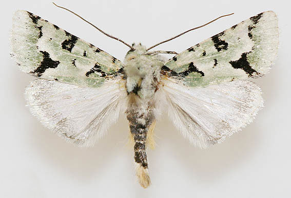 /filer/webapps/moths/media/images/A/alpnista_Homonacna_AM_Vingerhoedt.jpg