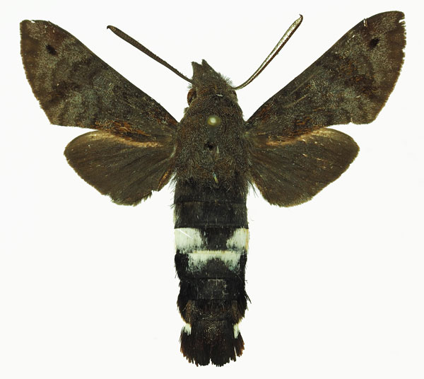 /filer/webapps/moths/media/images/A/alterhirundo_Leucostrophus_AM_Basquin_01a.jpg