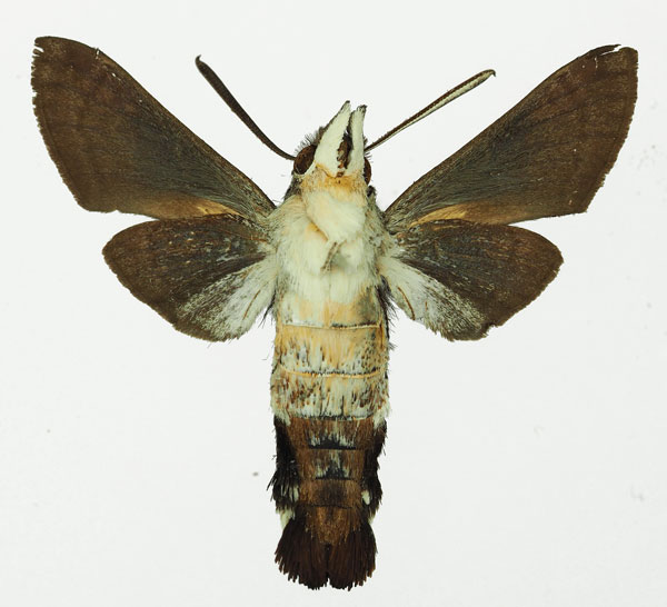 /filer/webapps/moths/media/images/A/alterhirundo_Leucostrophus_AM_Basquin_01b.jpg