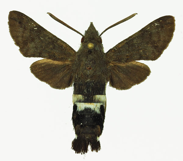 /filer/webapps/moths/media/images/A/alterhirundo_Leucostrophus_AM_Basquin_02.jpg