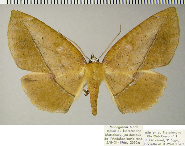 /filer/webapps/moths/media/images/A/alternans_Drepanogynis_AF_ZSM.jpg