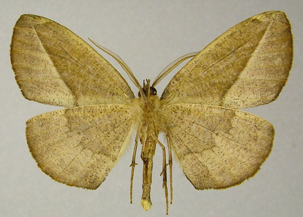 /filer/webapps/moths/media/images/A/alternans_Drepanogynis_AM_ZSMb.jpg