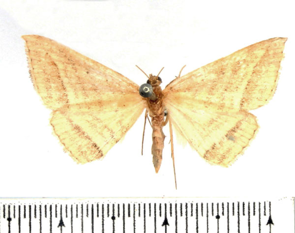 /filer/webapps/moths/media/images/A/alternans_Loxioda_AF_BMNH.jpg
