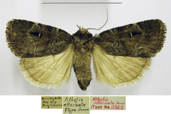 /filer/webapps/moths/media/images/A/alternata_Athetis_AT_TMSA.jpg