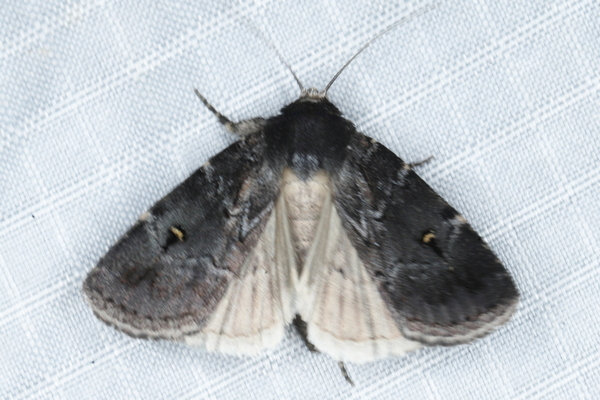 /filer/webapps/moths/media/images/A/alternata_Athetis_A_Heyns_01_LneFZ7f.JPG