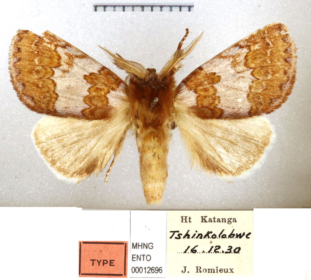 /filer/webapps/moths/media/images/A/alternata_Gaedea_HT_MHNG.jpg