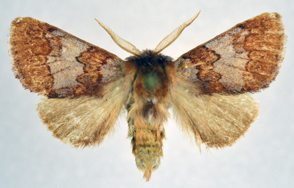 /filer/webapps/moths/media/images/A/alternata_Gaedeina_AM_NHMO.jpg