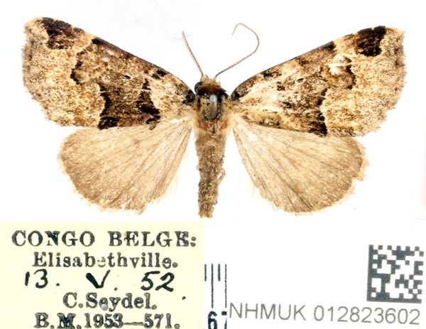 /filer/webapps/moths/media/images/A/alternata_Marcipa_AF_BMNH.jpg