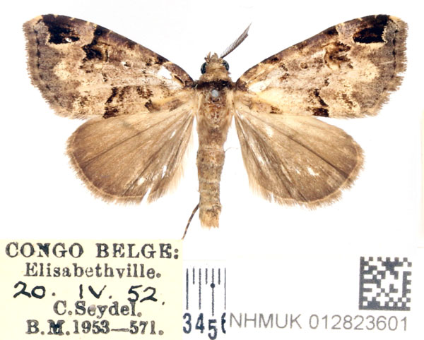 /filer/webapps/moths/media/images/A/alternata_Marcipa_AM_BMNH.jpg