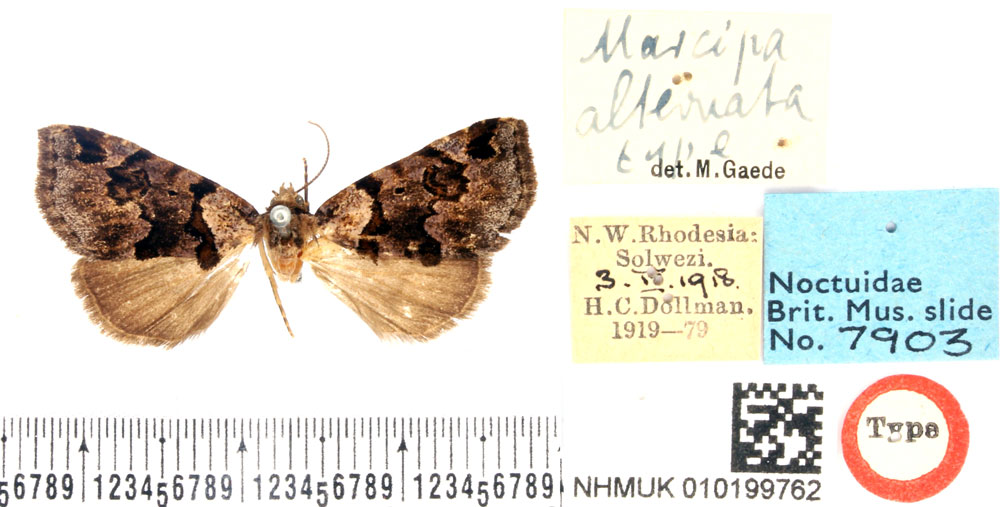 /filer/webapps/moths/media/images/A/alternata_Marcipa_HT_BMNH.jpg
