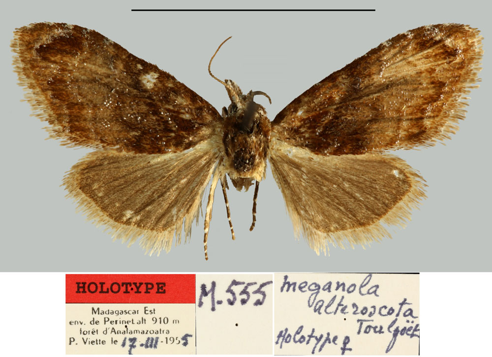 /filer/webapps/moths/media/images/A/alteroscota_Meganola_HT_MNHN.jpg