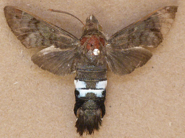 /filer/webapps/moths/media/images/A/altherhirundo_Leucostrophus_A_Butler.jpg